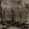 1._kaupo_trees