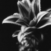 Baby_Pineapple