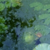 Blue_Lillypadsjpg