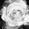 English_Rose