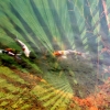 Koi