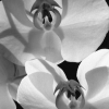 Orchids