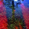 Red_Palms