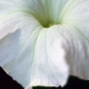 Spring_Petunia