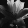 Stargazer