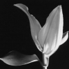 Stargazer_bud