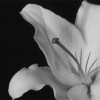Stargazer_detail