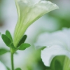 The_Bud