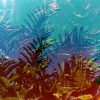 Underwater