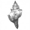 Shell_2