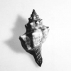 Shell_3