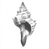 Shell_4