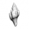 Shell_6