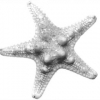 Starfish_1