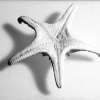 Starfish_2