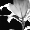 Stargazer_stem