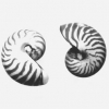 Ying_yang